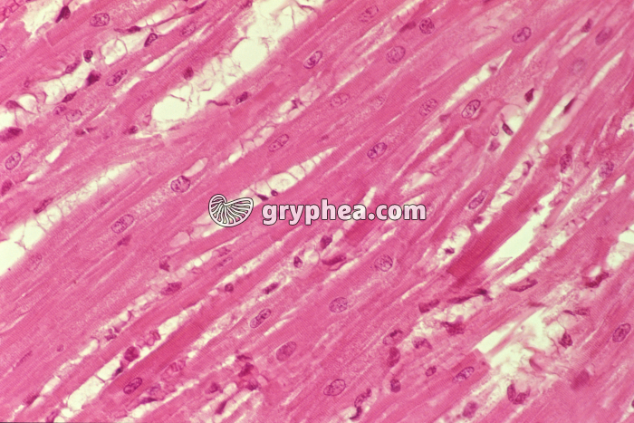 Fibres cardiaques CL x10 - gryphea.com